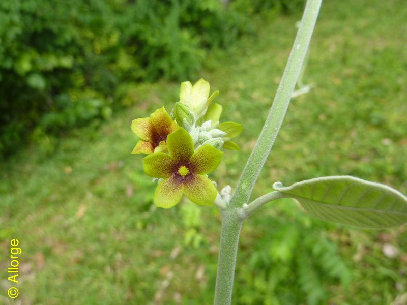 Apocynaceae-asclep., Pervillea brevirostris
